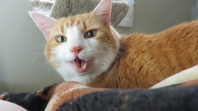 Cat repeatedly meows to get owner out of bed