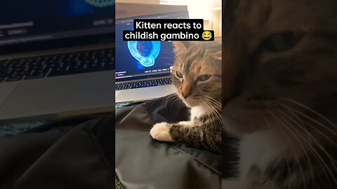 kitten react 😂 childish gambino 🤣 #funny #cat #2022 #shorts