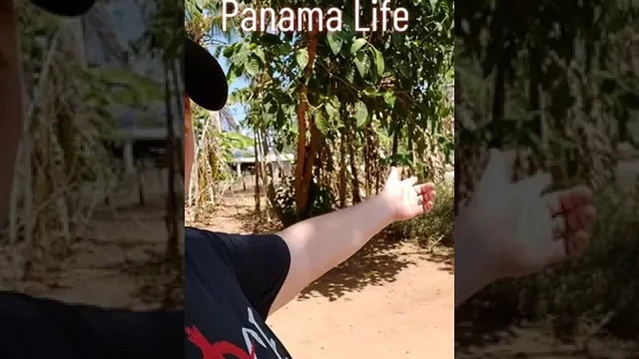 Panama Family Travels On The Azuero Peninsula.