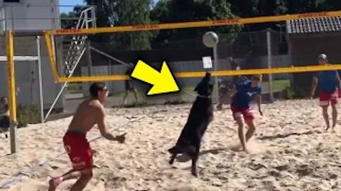 DOG KNOWS HOW TO PLAY VOLLEYBALL