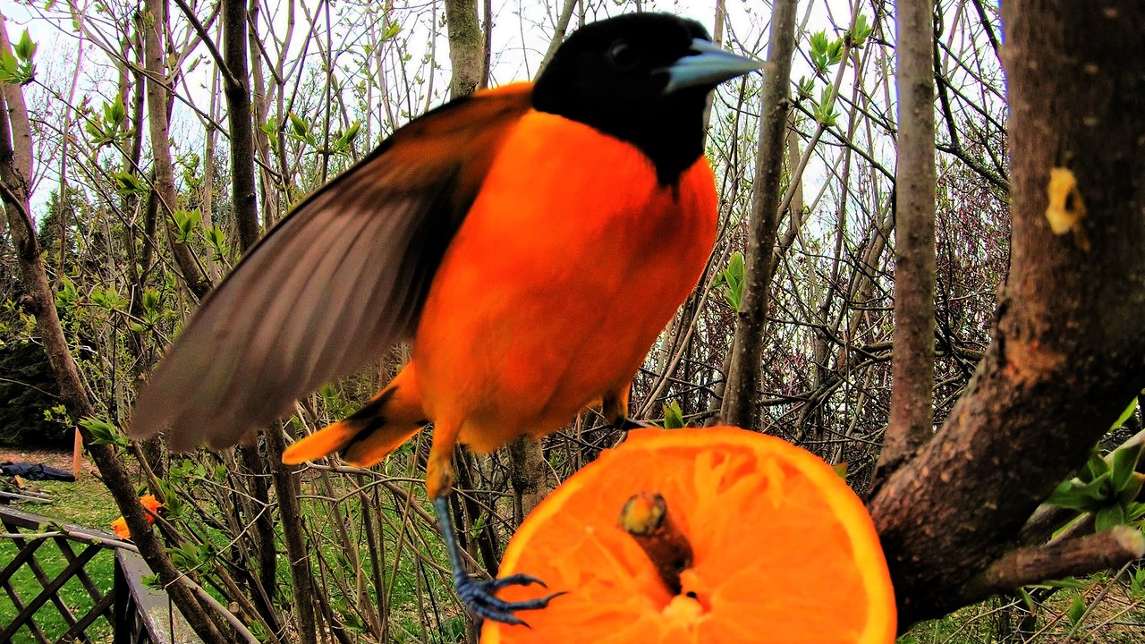 Very simple bird feeder attracts extremely beautiful birds