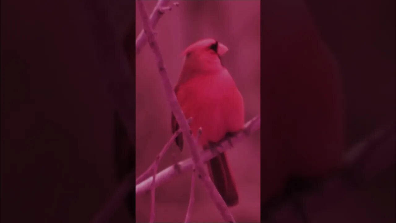 Cardinal in full spectrum