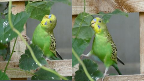 parrot love to etat,poul trying to eat so funny moment capture ! Too funny.