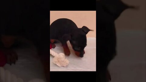 Funniest Dogs And Cats Videos Compilation - Best Funny Animal Videos 2023