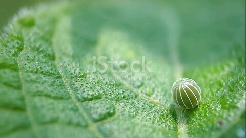 life journey of a butterfly