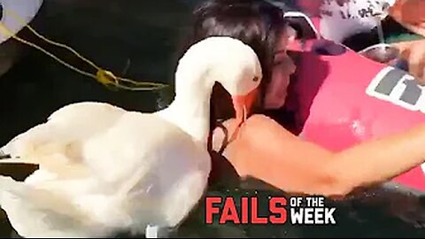 Duck Attacks Chick! Fails of the Week