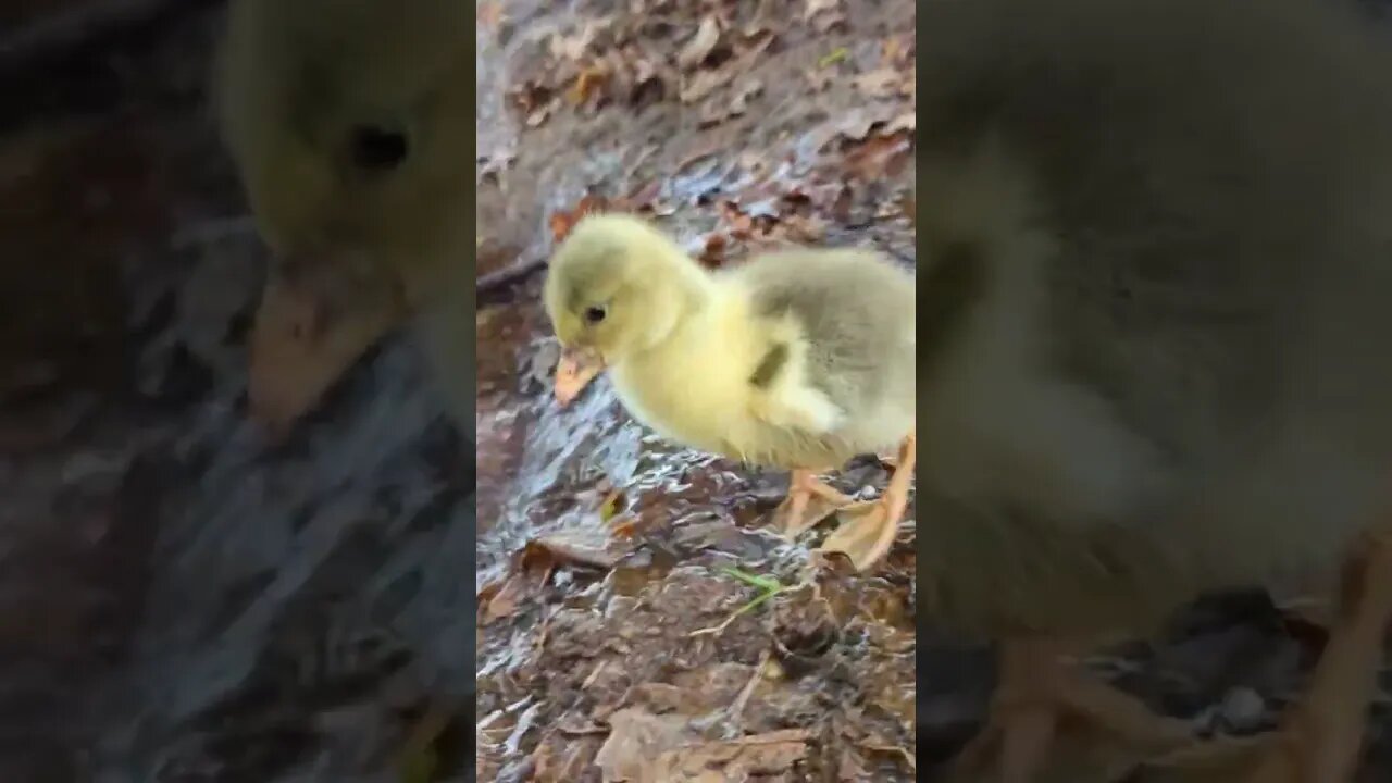 Good work little one! #shorts #animals #farming #goslings #babies