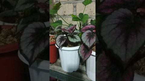 di pecah(di pisah jadi 3 pot) BIGONIA nya