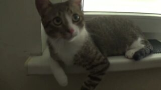 Curious Kitten Plays with Fan