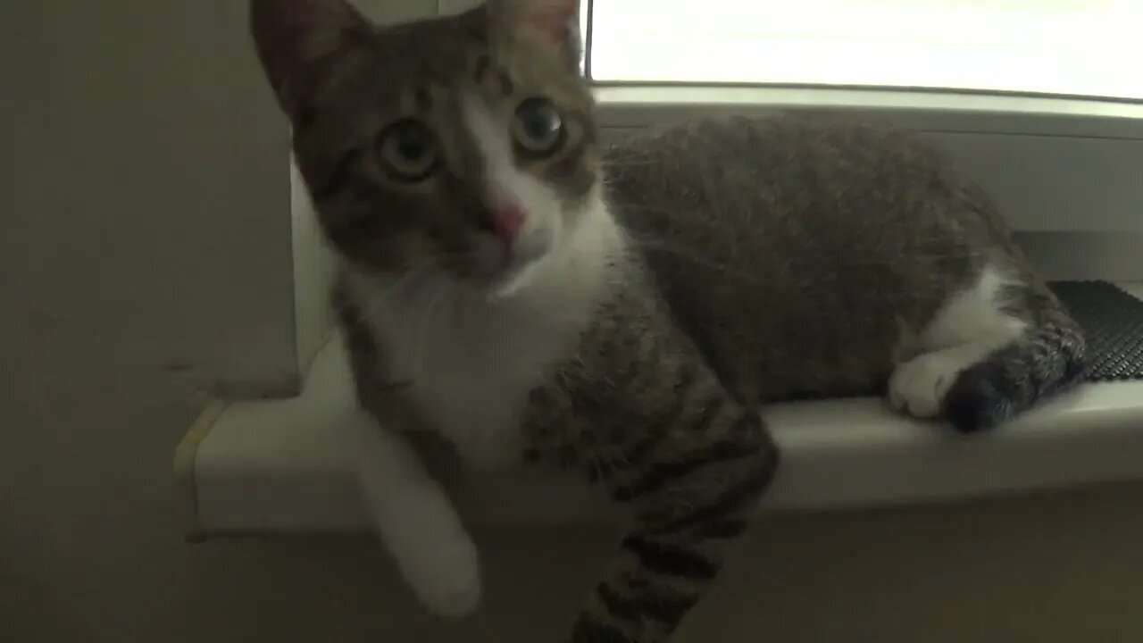 Curious Kitten Plays with Fan