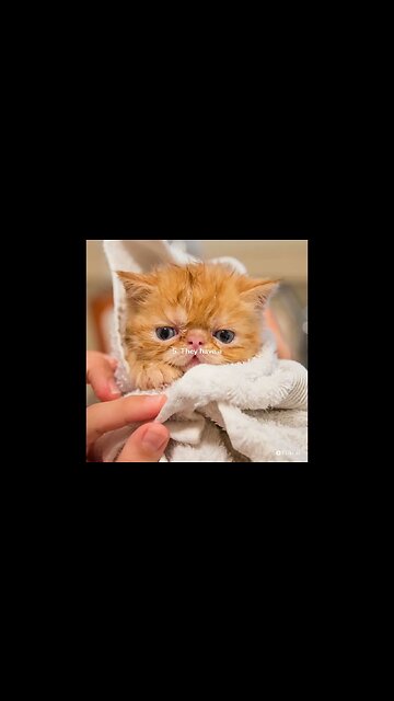 5 Habits About Persian Cats