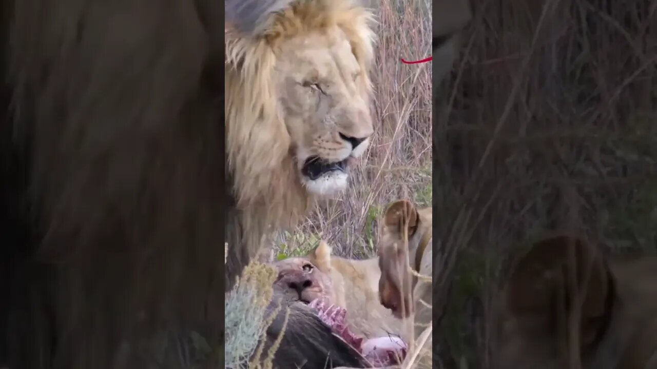 A FOME QUANDO APERTA, FAZ COM QUE OS ANIMAIS TENHA QUE BUSCAR SUA PROTEÍNA
