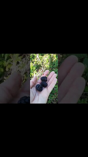 🍟Would you eat this👈🤔📺#freefood #blackberry #candy