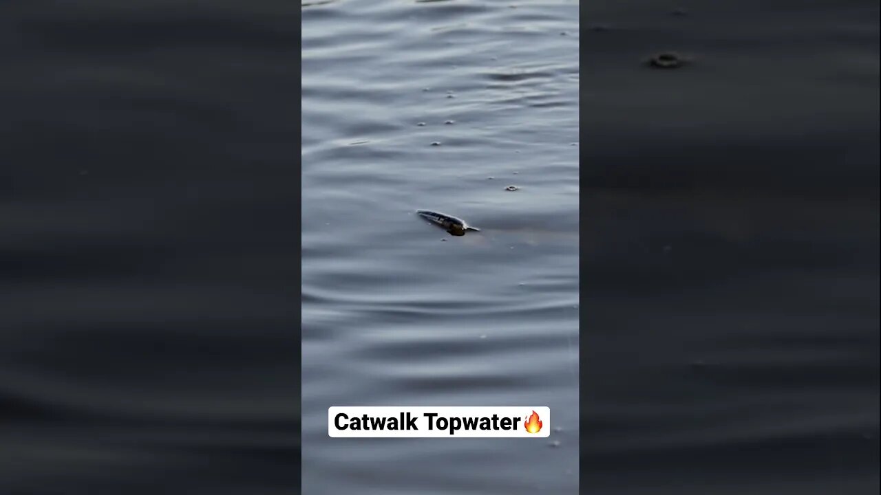 Catwalk Topwater Explosion #shorts