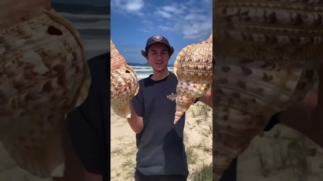 Have you seen a shell this big?? 🐚