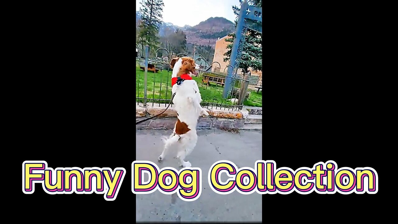 Funny Dog Video Collection