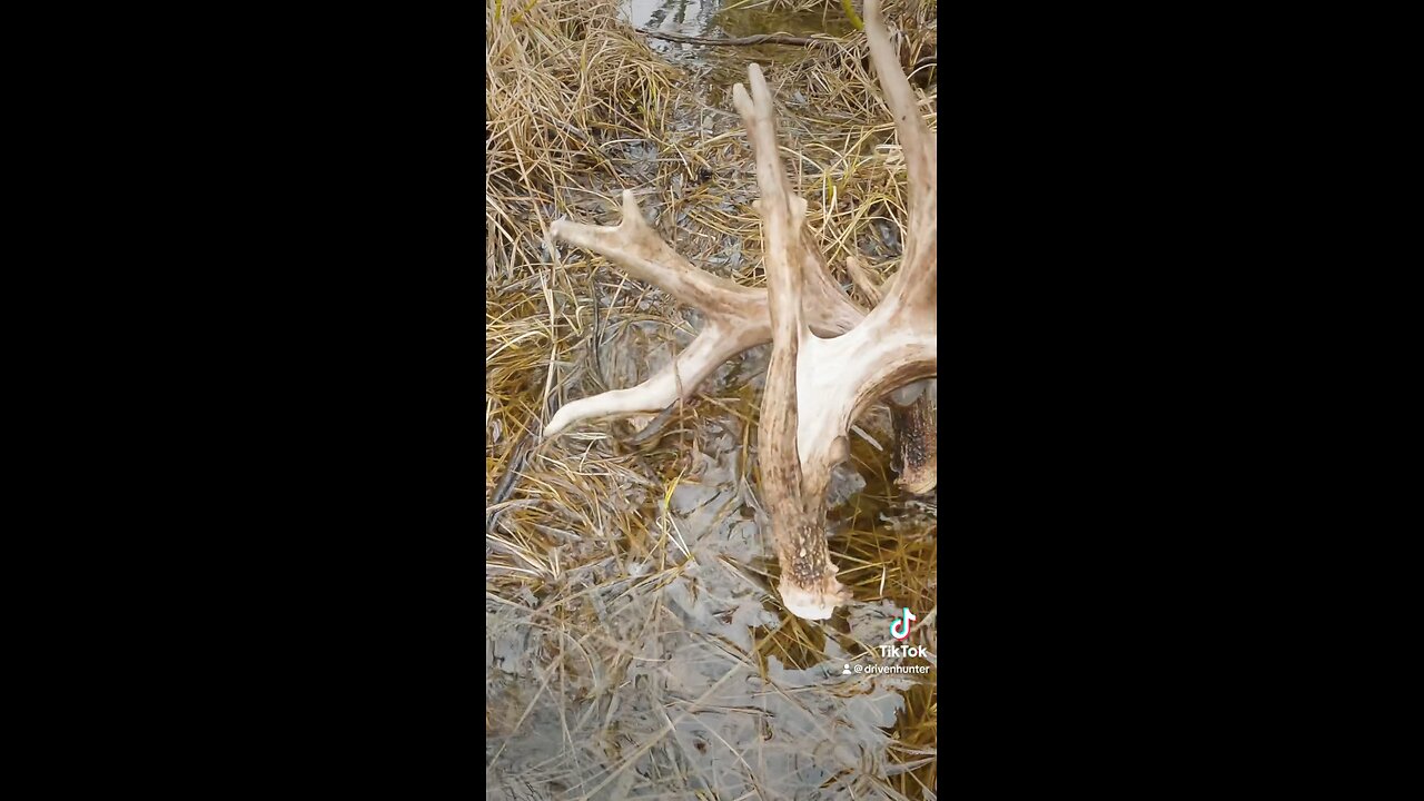 Shed Hunting in Saskatchewan!