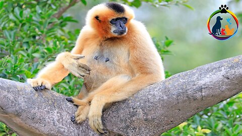 Adorable Gibbons Engage in Playing & Climbing