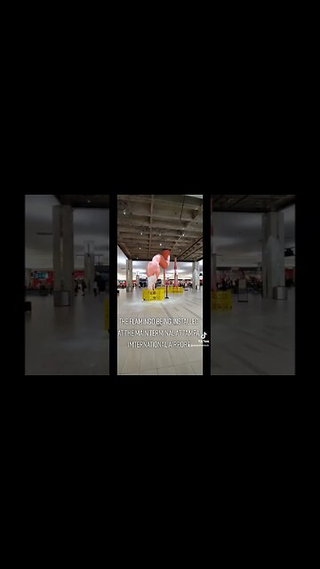 There's a flamingo at Tampa International Airport #florida #tampa #tampainternationalairport