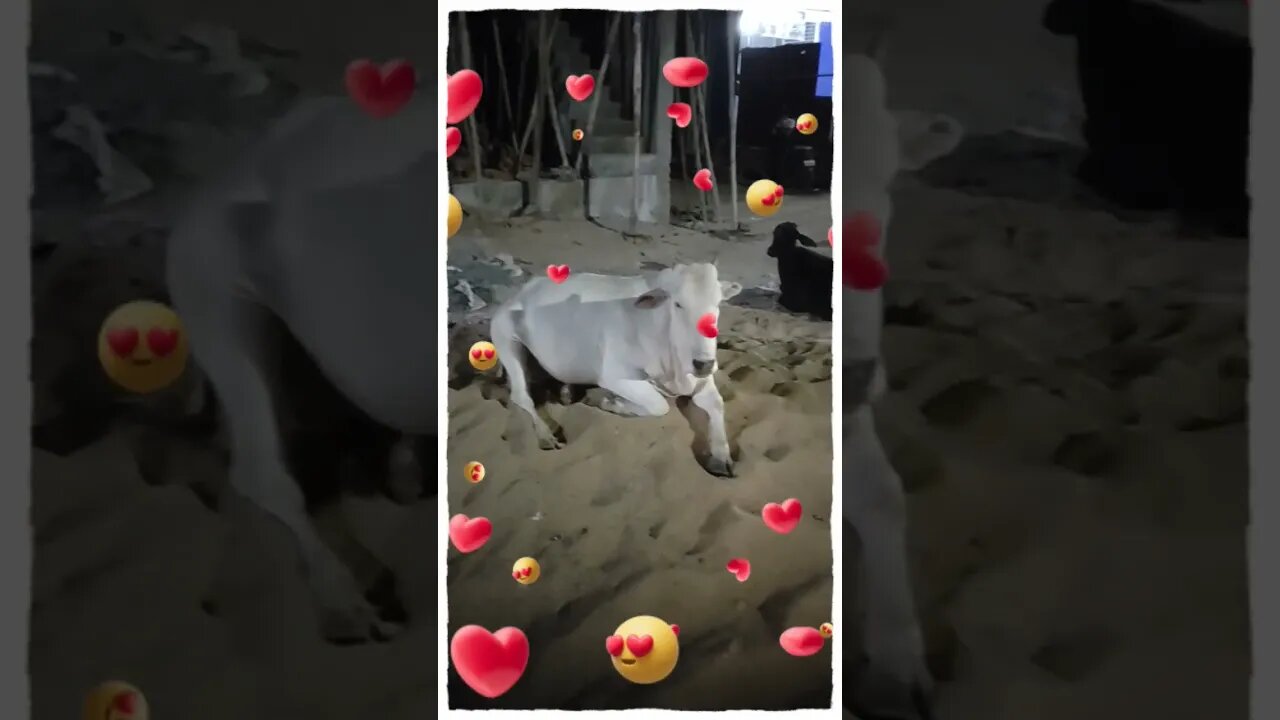 Cow sitting on the sand,#shorts,#cow,#gowmata,#cowsitting,#animallover,#cowlover,#animal,#animallove