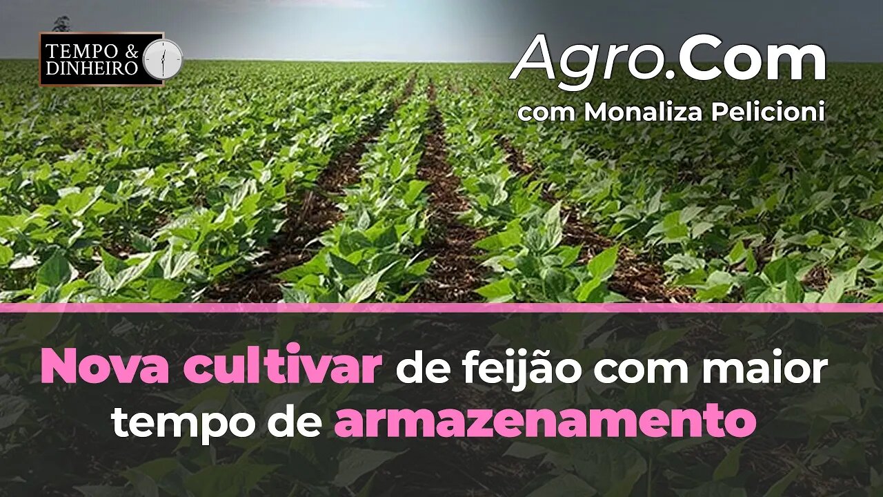 Agro.Com traz novidades sobre nova cultivar de feijão.