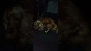 #dogshow , #animals , #dogs , #shorts