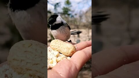 Best youtub Birds Nice moments #Shorts#shortsfeed#youtubepets&_animals