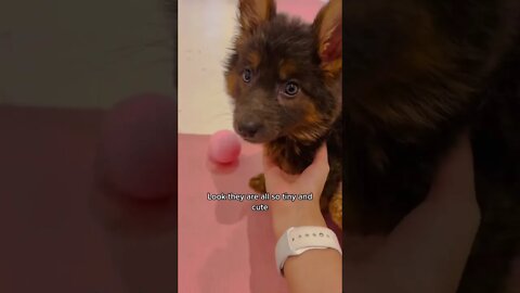 WHY.ARE.YOU.SO.CUTE??? #Puppy #Dogs #Shorts #Puppyvideo #Shortvideo #dog #doglover #cutedog #puppylo