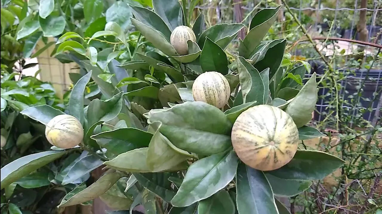 frutíferas produzindo em vaso laranja melancia rugosa e tradicional laranja imperial Guabiju cupuaçu