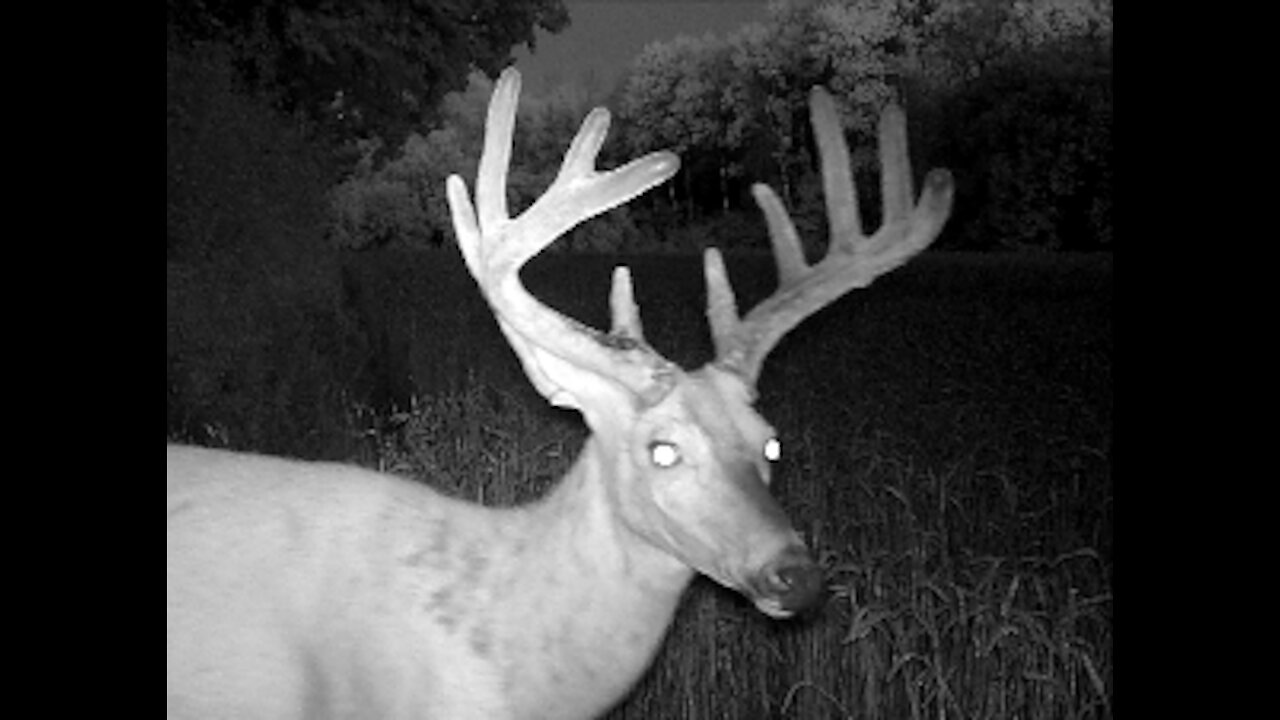 Fred Zepplin 2021, 7/25/21 Best "Big Buck" Video Yet! Full Moon Too!