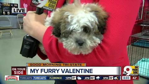 Find a cuddle buddy at My Furry Valentine at Sharonville Convention Center