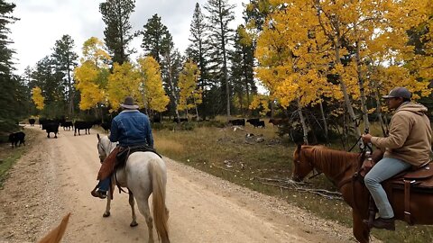 Where could they be? 100 Cows missing on 17,000 acres.