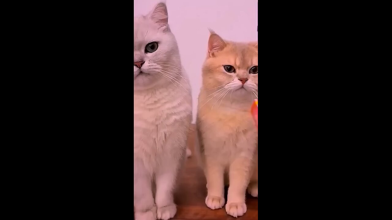 Funny cat video 🤣😂