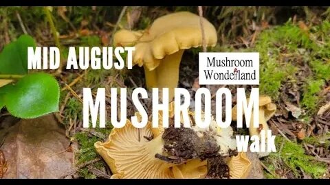 A Mushroom Walk during the Dog Days of Summer in the PNW