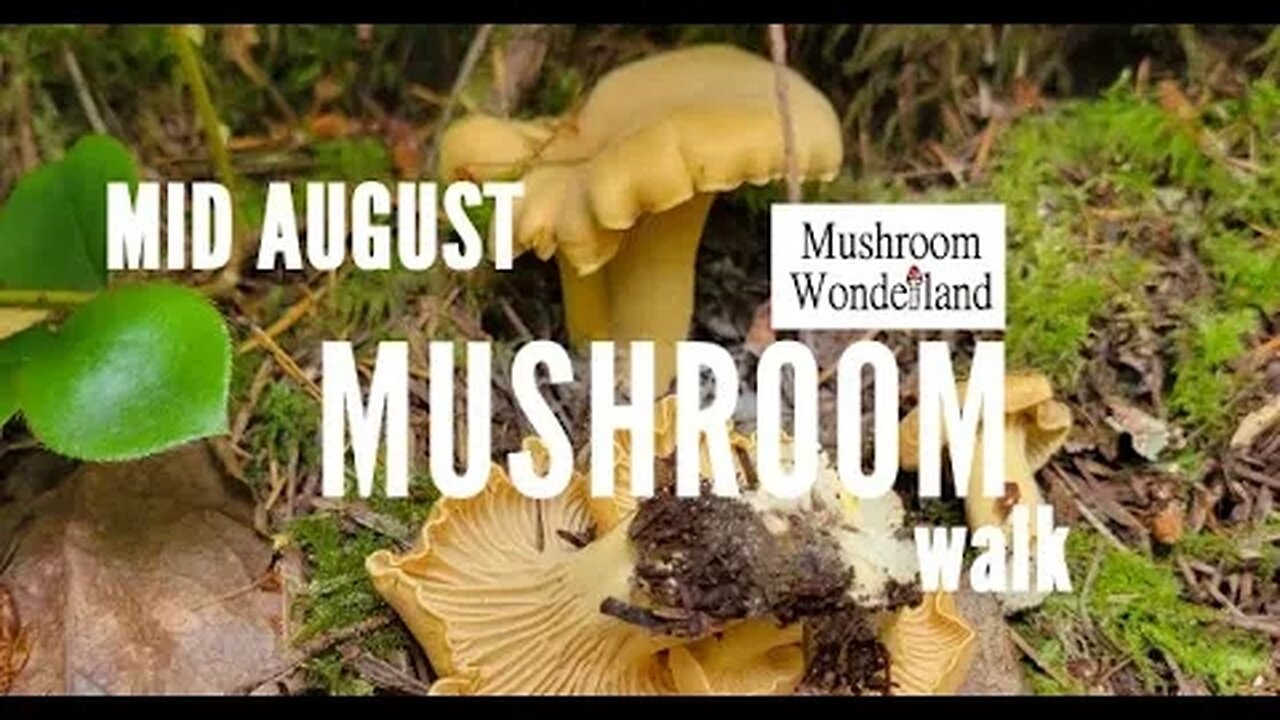 A Mushroom Walk during the Dog Days of Summer in the PNW