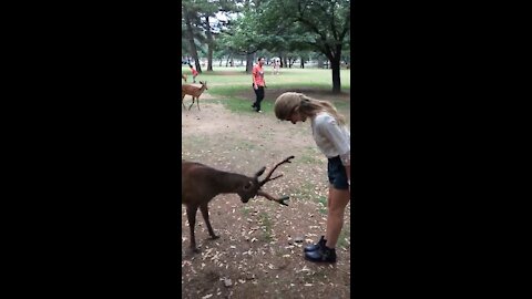 Bowing Deer of Nara, Japan