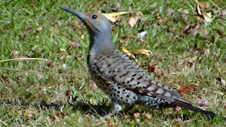 IECV NV #440 - 👀House Sparrows Bathing And Northern Flicker 🐦Eating Ants In The Backyard 🐤7-25-2017