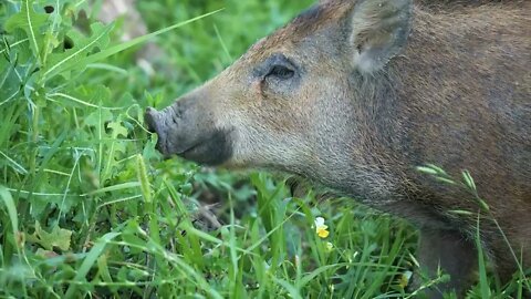 This is a boar horse14