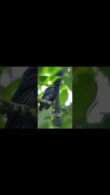 Umbrellabird 🪶 Stunning Feathered Wonder!