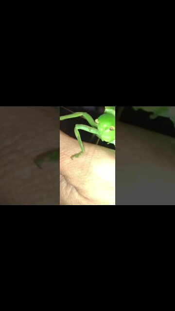 Giant Amazon Katydid