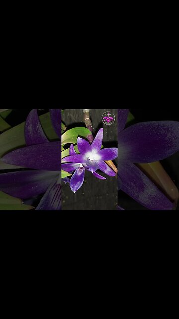 😍 Breathtaking Orchid Blooms: A Captivating Showcase of Nature's Beauty #ninjaorchids