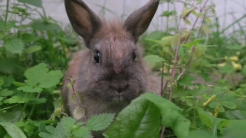 Interesting Facts About# Rabbits