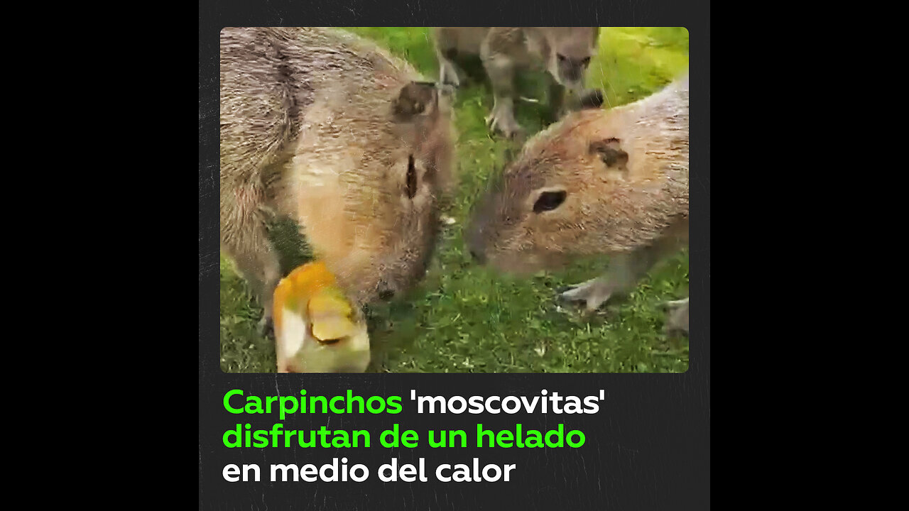 Carpinchos del zoo de Moscú toman helado ante ola de calor