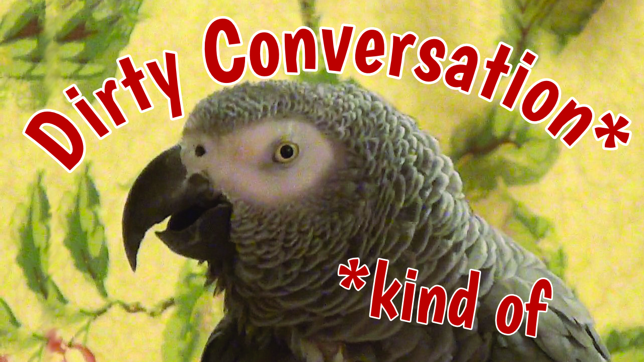 Talking parrot has inappropriate conversation with his owner