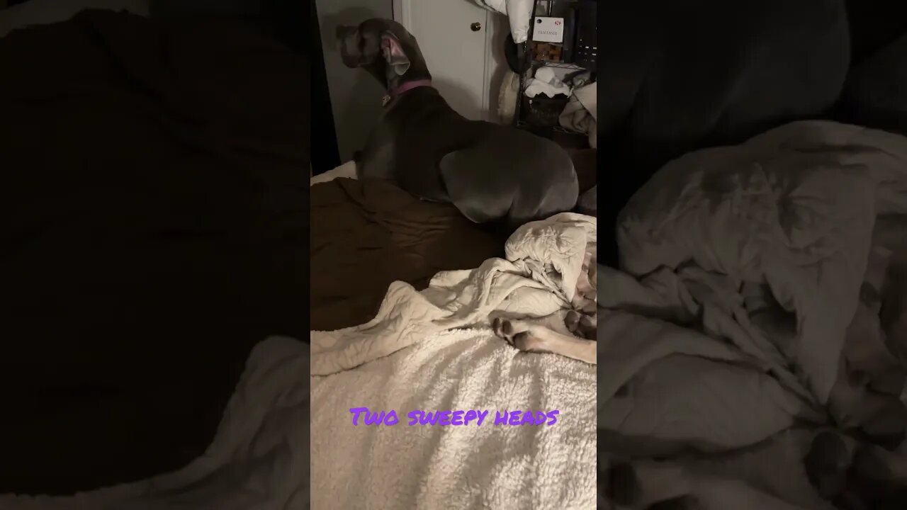 No, Mom! I’m tired. #dog #adorabledog #dogslove #love #puppy #dogs #doglover #happy #greatdane #like