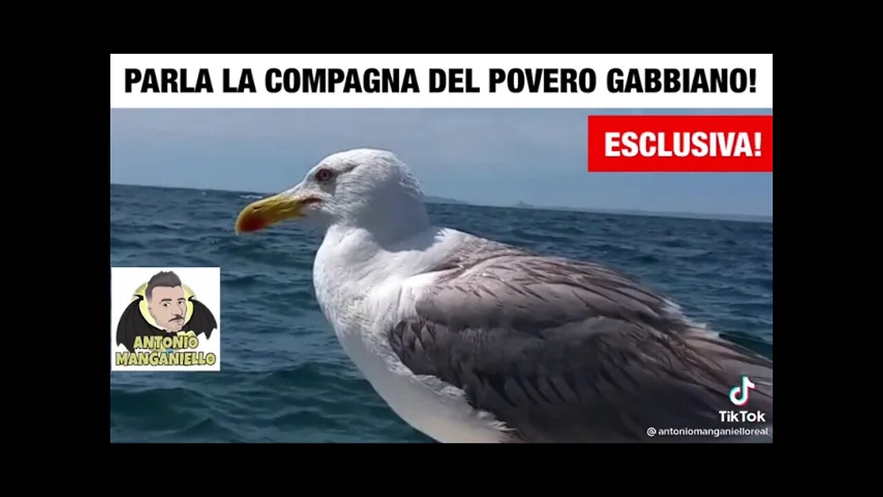 LA CAMPAGNA DEL POVERO GABBIANO!!