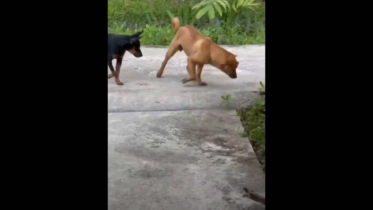 dog funny video