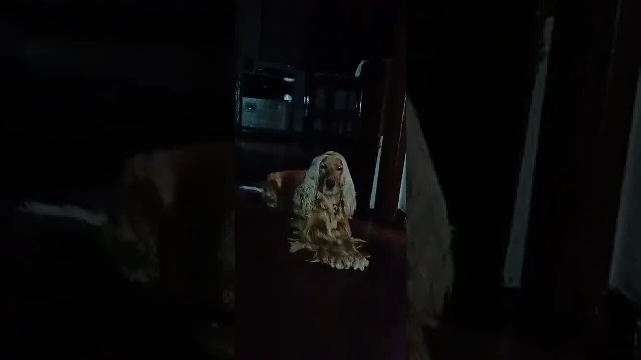 dog , shorts