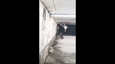 Cat martial arts