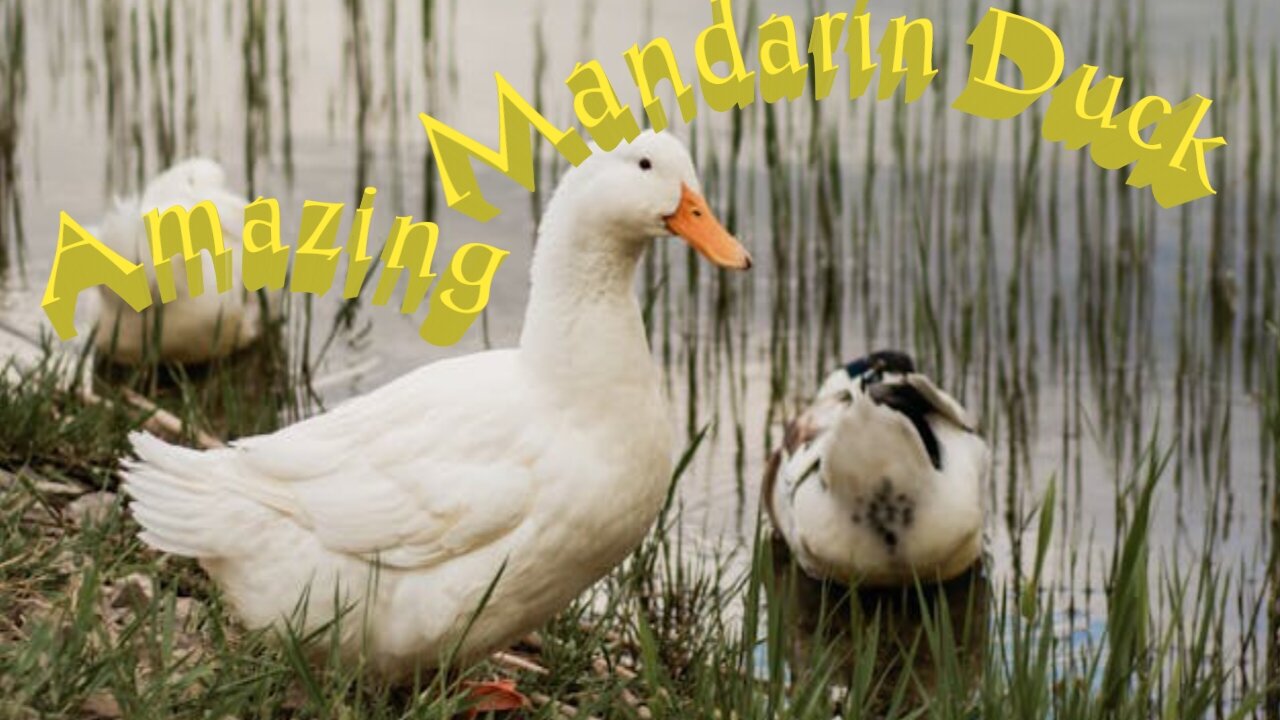 Watch the Amazing Mandarin Duck